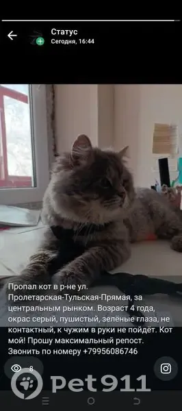 Пропала кошка, Пролетарская ул., Майкоп - photo