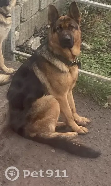 Пропал кобель овчарки, Огородная, Ставрополь - photo