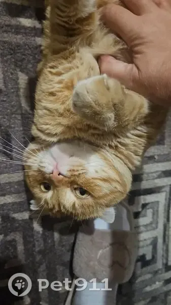 Пропал рыжий кот, Архангельская, Астрахань - photo