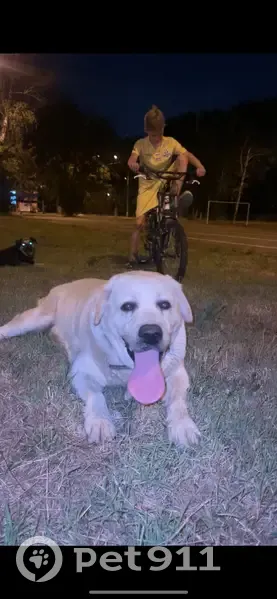 Пропала собака: Объединённая ул, 1Г12 - photo