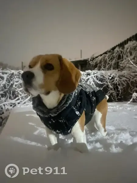 Пропала бигль, девочка, Аршан, Гагарина 2 - photo