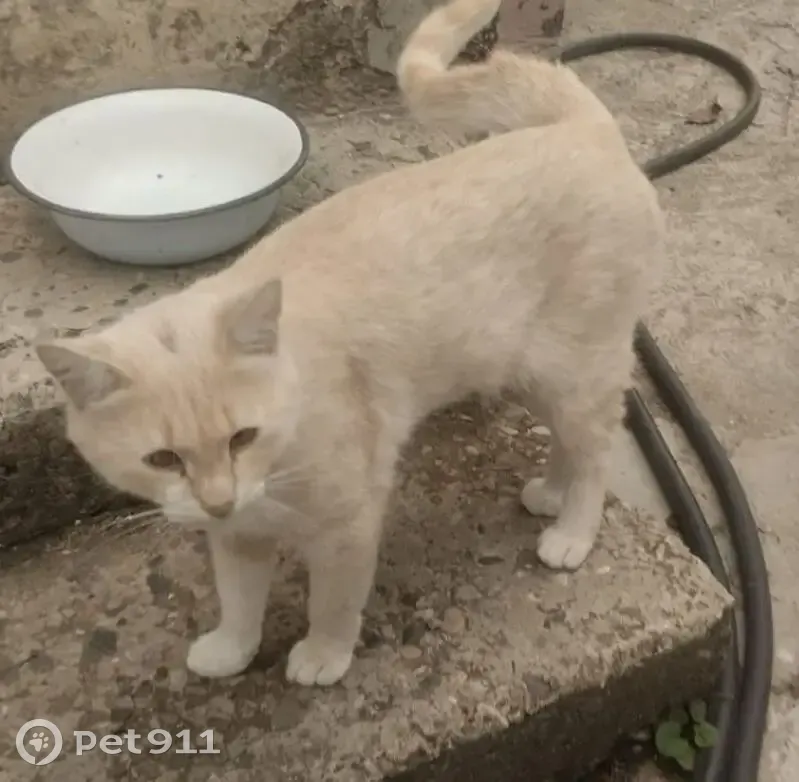 Пропал кот Персик, Мичурина 2/1, Ставрополь - photo