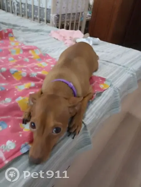 Пропала собака, Полевой проезд, 3А - photo