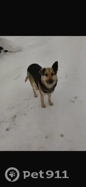 Пропала собака, Казань, 2-я Рабочая, 1 - photo