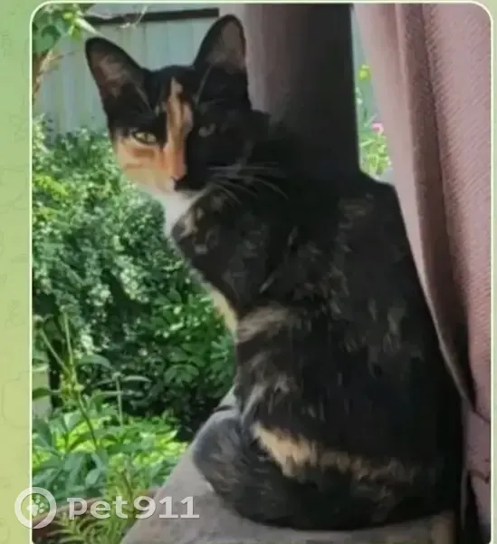 Пропала кошка, Целинная ул., Абакан - photo