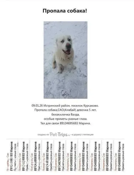 Пропала собака, Дуплёво, МО - photo