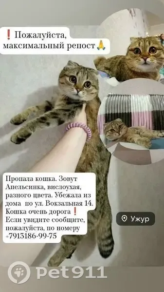 Пропала кошка в Ужуре, Красноярский край - photo