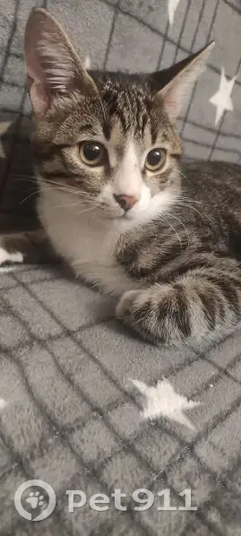 Пропала кошка, Победы 58, Кузнецк - photo