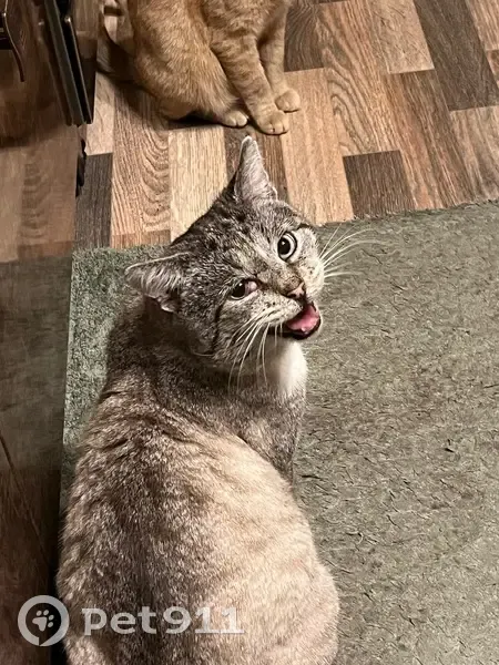 Пропал кот Гриша, Тверь, ул. 3-я, 17 - photo