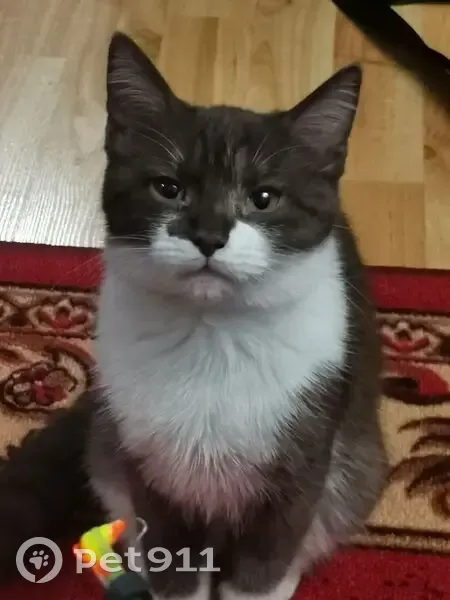 Пропала кошка, Медвежьегорское поселение - photo