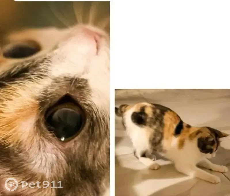 Пропала кошка, ул. Алая Заря, 17, Губкин - photo