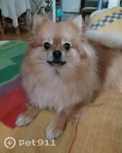 Пропала собака, Ворошиловский 85/67 - photo