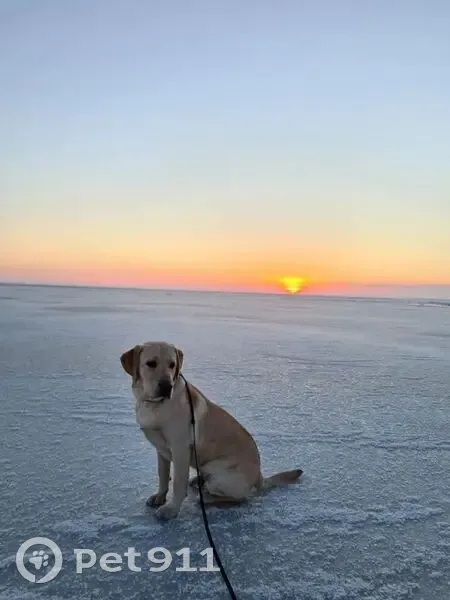 Пропал лабрадор, ул. Просвещения, 158 - photo