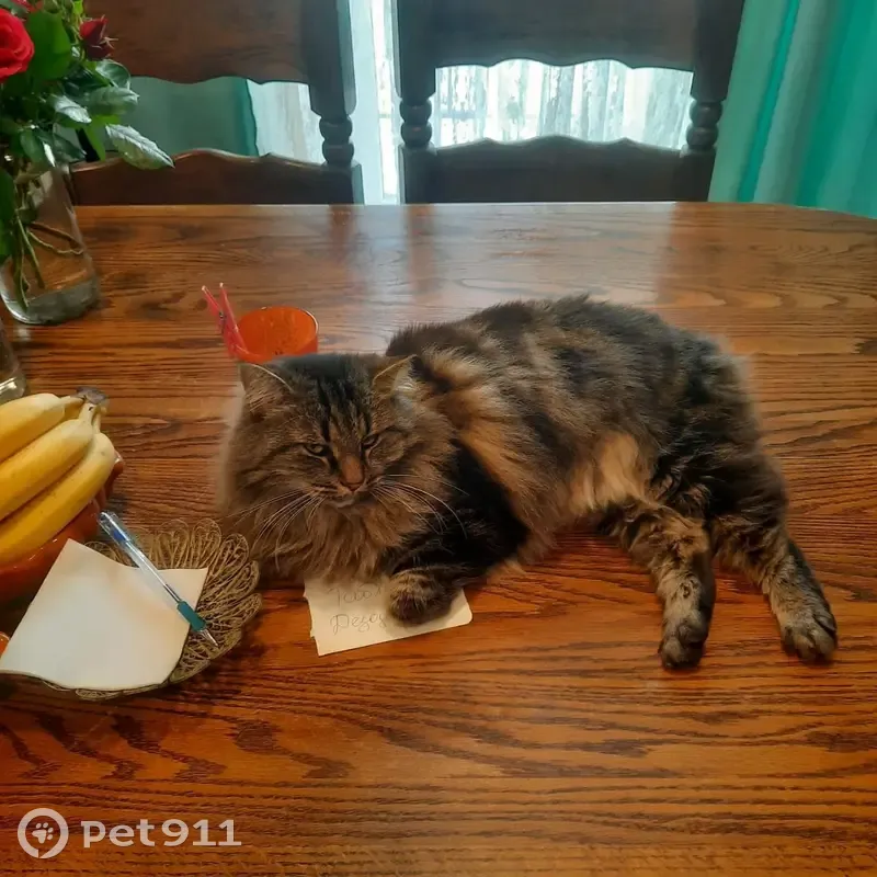 Пропала кошка, Счастливая ул. 4, Холмогоровка - photo