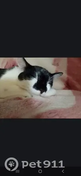 Пропала кошка, ул. Северной Правды, 25 - photo