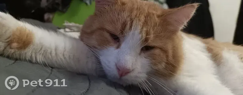 Пропала кошка, Дорожная ул. 4А - photo