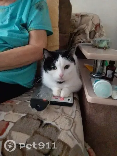 Пропала кошка, ул. Сергея Лазо 4/1, Томск - photo