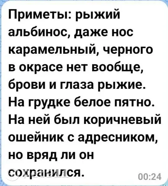 Пропала собака, Дон, Центральное СП - photo