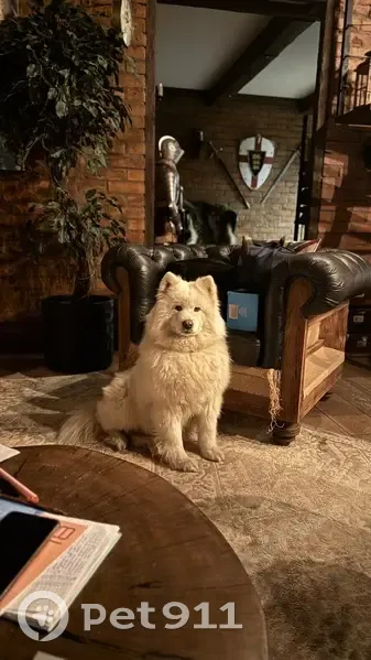 Пропала собака, Кубенское, Вологда - photo