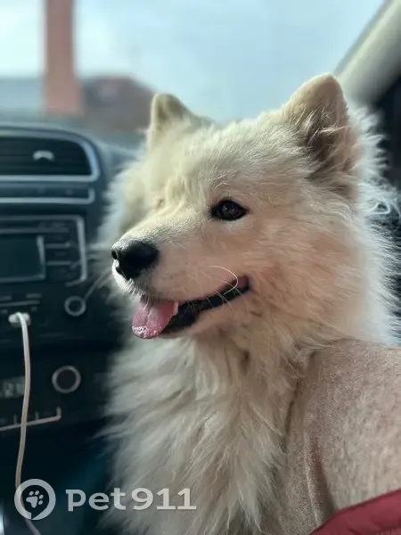 Пропала собака, ул. Клочкова, 104Б - photo