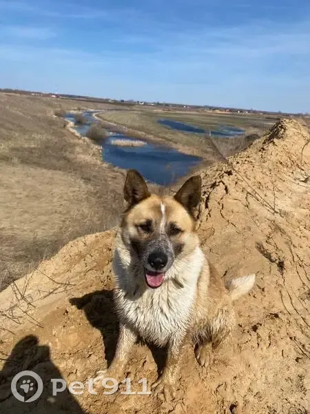 Пропала собака, Нармонка, Центр. ул. 20 - photo