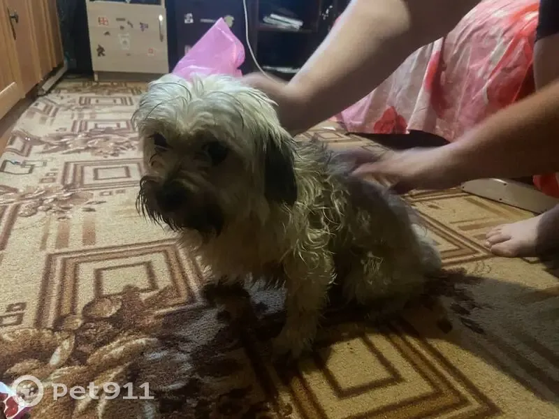 Пропала собака, Галич, Костромская обл. - photo