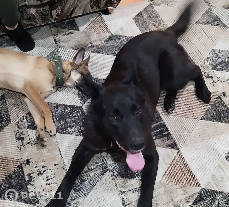 Пропали собаки в дер. Григоровское, Калуга - photo