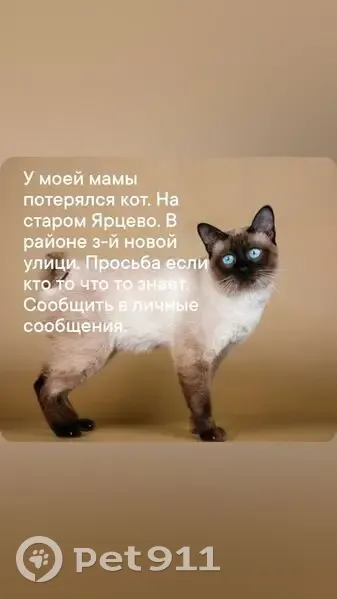 Пропала кошка, Смоленская область - photo