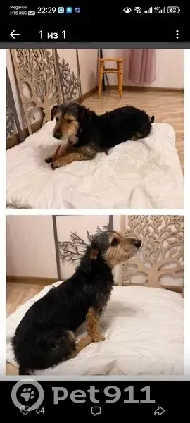 Пропала собака, ул. Нариманова, Ростов - photo