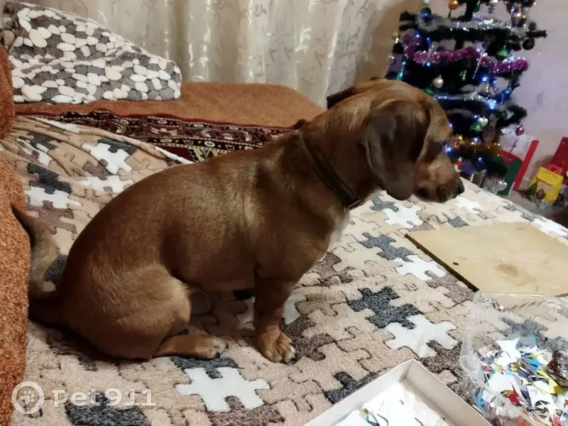 Пропал пёс Кардан, ул. Гагарина, Вологда - photo