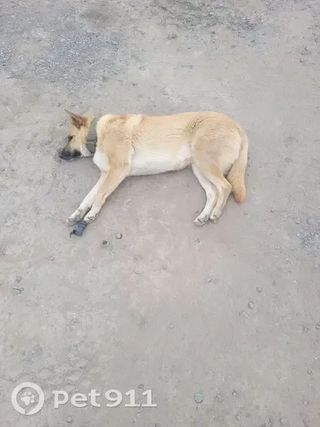 Пропала собака, Янино-1, Ленобласть - photo