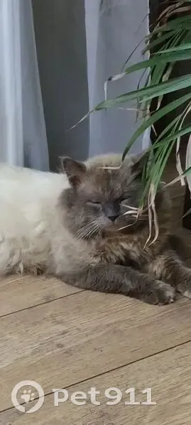 Пропала сиамская кошка, Кировская область - photo