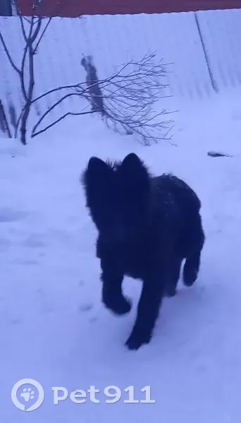 Пропала собака, ул. Калинина 46, Курганинск - photo