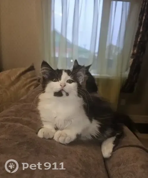 Пропала кошка, пр. Строителей, 16, Пенза - photo