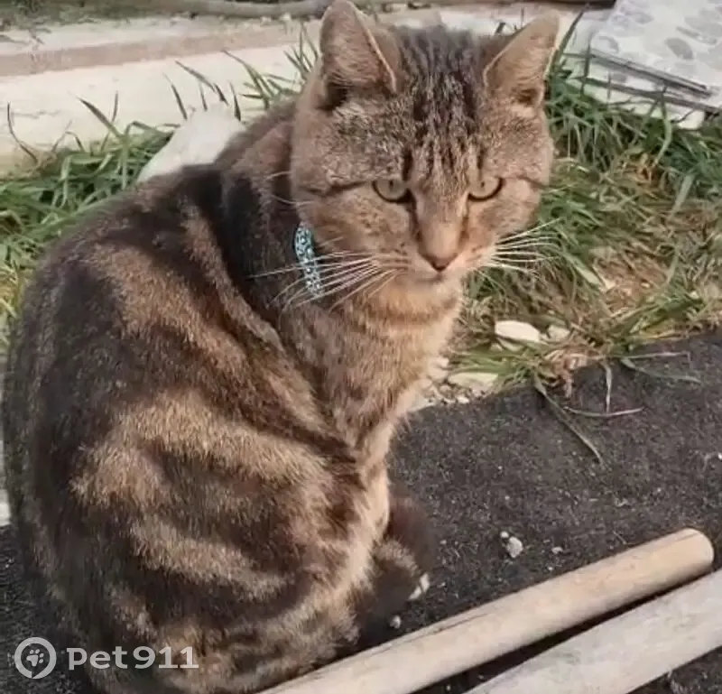 Пропала кошка, Виноградная ул., Раевская - photo