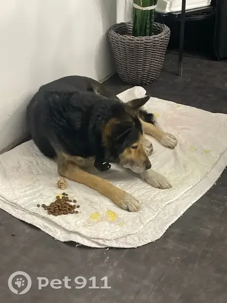 Найдена собака, Иркутский тракт, Томск - photo