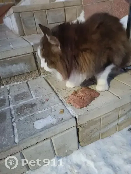 Кошка найдена у 