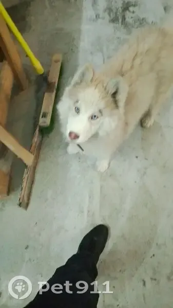 Пропала собака, ул. Володарского, Полевской - photo