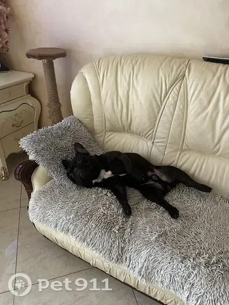 Пропала собака, ул. Фрунзе, Калининград - photo