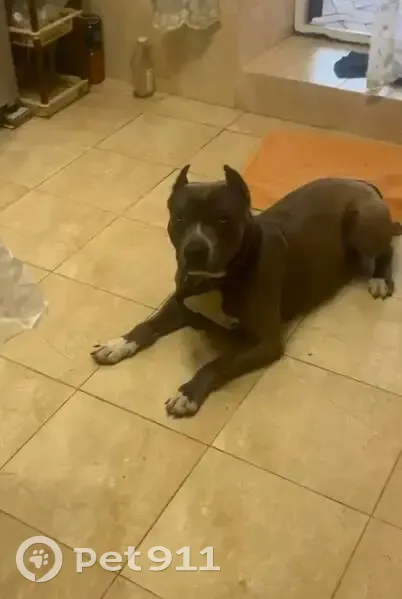 Пропала собака, Сергиевская 45/1, Краснодар - photo