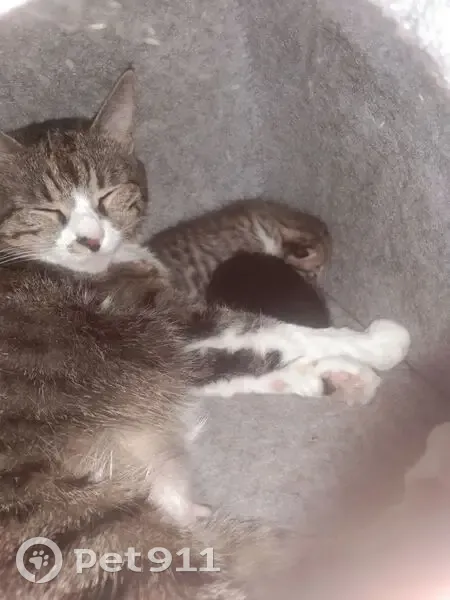 Пропала кошка, ул. Листопадова, 102 - photo