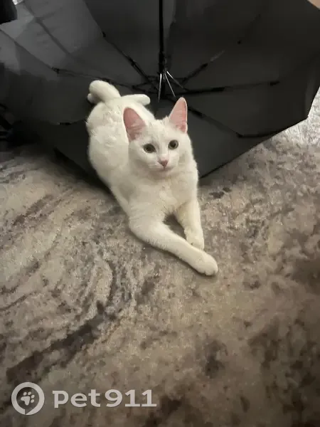 Пропала кошка, ул. Мичурина 29, Химки - photo