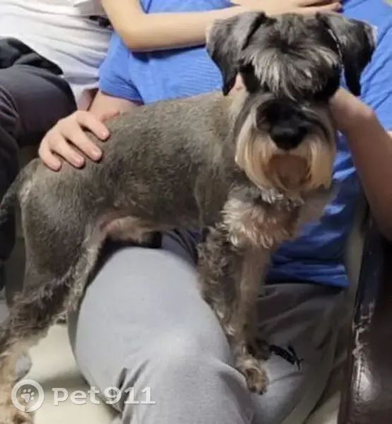 Пропала собака, Подгоренка, Саратовская обл. - photo