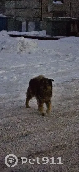 Собака у магазина Светофор, Воротынец - photo