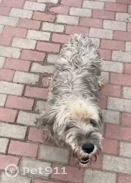 Пропала собака, ул. Клинский Родник, Новомосковск - photo