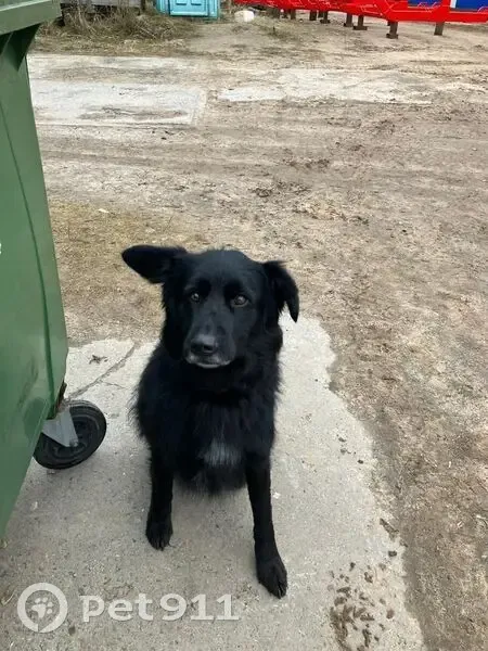 Пропала собака, Синявинское пос., Ленобл. - photo