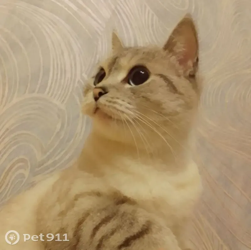 Пропала кошка, ул. Пушкина, 44А, Новотроицк - photo