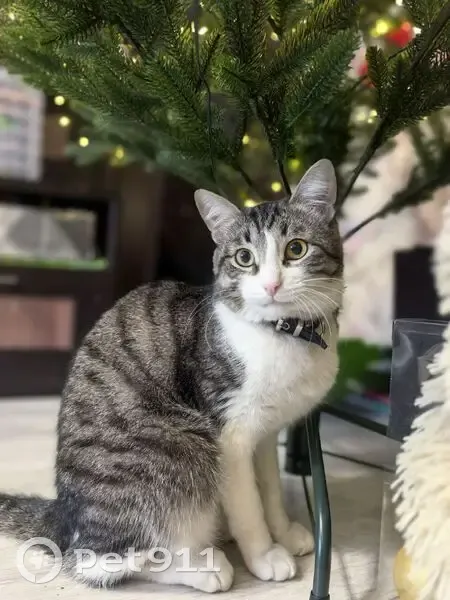 Пропала кошка на Тверской площади - photo