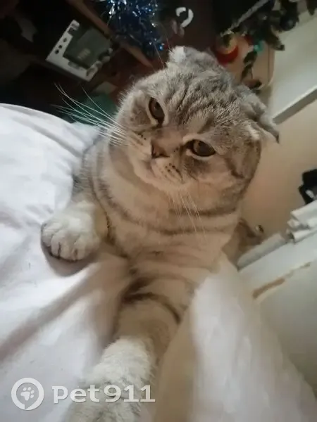 Пропала кошка, ул. Айвазовского, Краснодар - photo