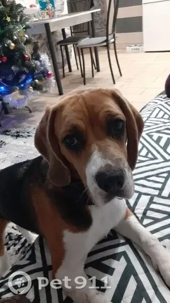 Пропала собака, ул. Школьная, 57, Новороссийск - photo